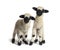 Paire of Lambs Valais Blacknose sheep standing on white