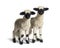 Paire of Lambs Valais Blacknose sheep standing on white