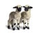 Paire of Lambs Valais Blacknose sheep standing on white