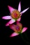 Paired pink asian water lilies against black background