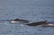 Paired Surfacing Humpback Whales - Oahu Island