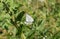 Paired two white butterfly on a green plant