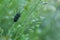 Pairing beetles in green grass in a meadow