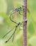 The pairing of blue dragonflies