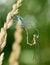 Pairing dragonflies in nature.