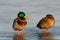 A pairk of Mallard ducks on a frozen river, wildlife winter scene at sunset