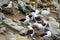 Pairs of black-browed albatrosses - Diomedeidae - courtship behavior on albatross colony on cliffs in New Island, Falkland Islands