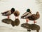 Pairs of ducks on an icy pond