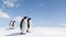 Pairs of emperor penguins