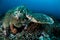 Pairs of hawksbill sea turtle resting on coral reefs in Gili, Lombok, Nusa Tenggara Barat, Indonesia underwater photo