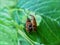 Pairs of insects on green leaves