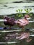 Pairs Mottled Duck birds with water reflation