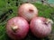 Pairs of onion, red onion, vegetable, onion in grass, photo of onion, fresh onion