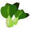 Pak choi. Bok choi. Exotic vegetables. Organic and healthy, diet and vegetarian food. Flat vector illustrations isolated