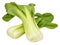 Pak Choi Chinese Cabbages