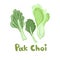 Pak Choi stock image. Stem Bok Chay. Chinese Cabbage. Vector illustration of a fresh pak choi isolated on a white