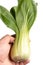 Pak Choi Vegetables Isolated Above White Background