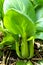 Pak choy cabbage growing