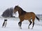 PAkhal-Teke stallion playing with a dog