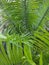 Pakis haji  or also popularly known as cycads are a group of open seed plants belonging to the genus Pakishaji or Cycas.