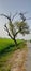 Pakistan: Afternoon view of Kikar tree planted near rice crop on Village Qila Ramring Road