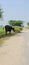 Pakistan: A tired buffalo rests under the shade of a tree in the heat of summer on Village Madan Phala Road