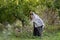 Pakistani old woman in traditional clothes gathering harvest in garden