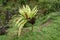 Paku sarang burung or Asplenium nidus grows on a stem