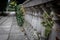 Palace fence, entwined with ivy in the Crimea