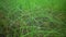 Palaemon adspersus Grass shrimp hiding in the sea grass of Zostera