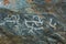 Palaeolithic Petroglyphs carved in rocks