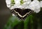 Palamedes Swallowtail Butterfly