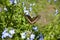 Palamedes swallowtail butterfly in a garden