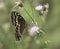 Palamedes Swallowtail butterfly in Georgia