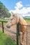 Palamino horse in a paddock