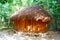 Palapa hut traditional cabin in Riviera Maya