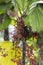 Palas payung or Vanuatu fan palm seed ripe on tree