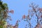 Palash flower trees at West Bengal, India