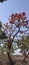 Palash Flowers Blooming,Sacred Tree Plant