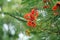 Palash Tree Flower -India