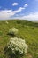 Palava landscape near Dolni Dunajovice, Southern Moravia, Czech Republic