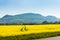 Palava with rape field, Czech Republic