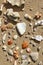Palawan beach seashells