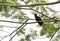 Palawan Hornbill