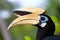 Palawan hornbill bird in close up