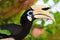 Palawan hornbill bird in close up
