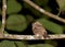 Palawankikkerbek, Palawan Frogmouth, Batrachostomus chaseni