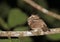 Palawankikkerbek, Palawan Frogmouth, Batrachostomus chaseni