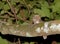 Palawankikkerbek, Palawan Frogmouth, Batrachostomus chaseni