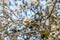 Pale almond bloom with blue sky background